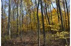 Property photo 34 - 75.3 Acres Offered in 2 Tracts